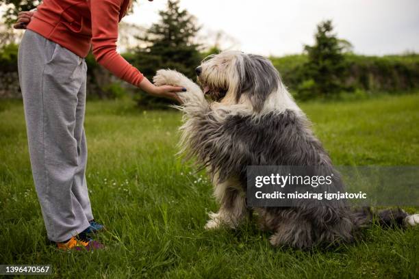 unrecognizable woman training her bobtail dog - bobtail dog stock pictures, royalty-free photos & images