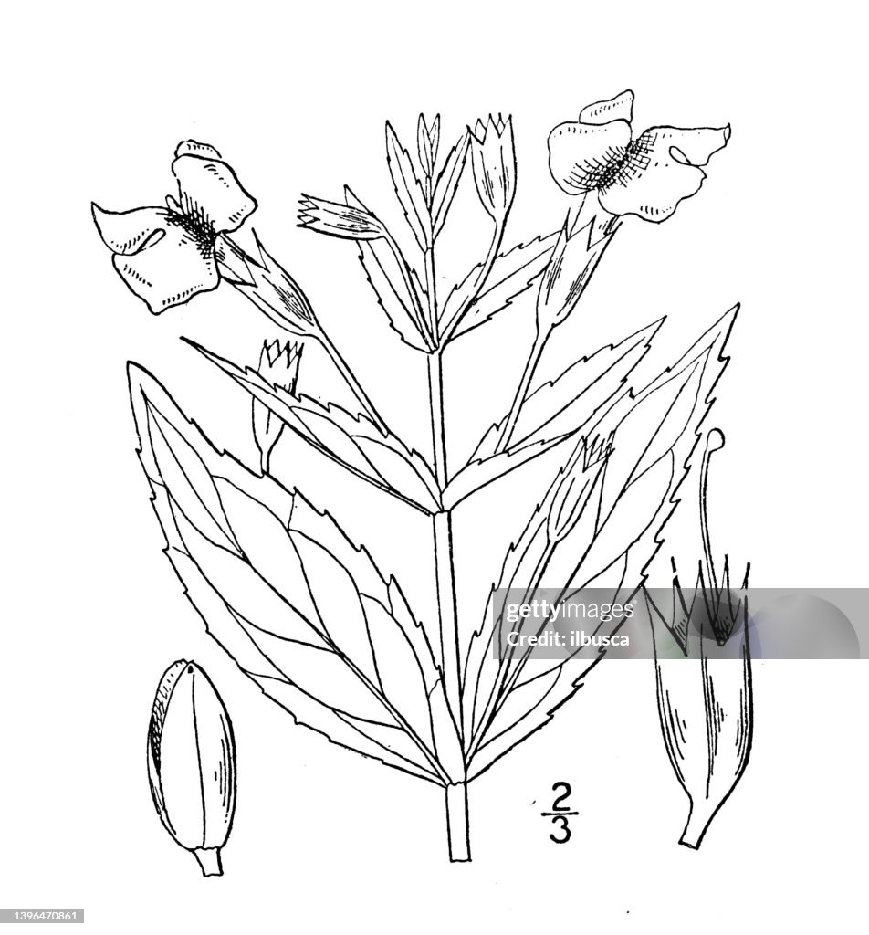 Antique botany plant illustration: Mimulus ringens, Square stemmed monkey flower