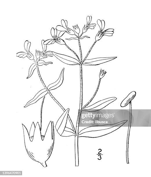 antique botany plant illustration: collinsia violacea, narrow leaved collinsia - tapered roots stock illustrations