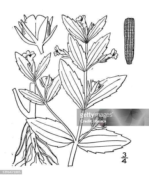 antike botanische pflanzenillustration: gratiola sphaerocarpa, rundfruchtiger heckenysop - gratiola stock-grafiken, -clipart, -cartoons und -symbole