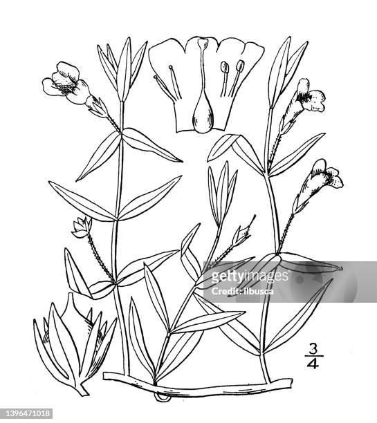 antique botany plant illustration: gratiola aurea, goldenpert, golden hedge hyssop - gratiola stock illustrations
