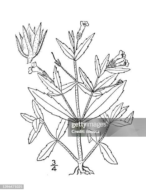 stockillustraties, clipart, cartoons en iconen met antique botany plant illustration: gratiola virginiana, clammy hedge hyssop - gratiola