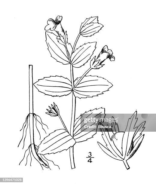 stockillustraties, clipart, cartoons en iconen met antique botany plant illustration: gratiola viscosa, viscid hedge hyssop - gratiola