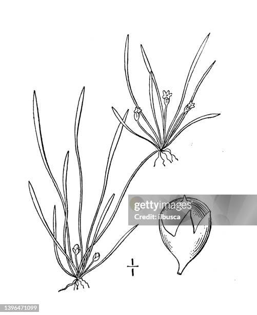 antique botany plant illustration: limosella tenuifolia, narrow leaved mudwort - tapered roots stock illustrations