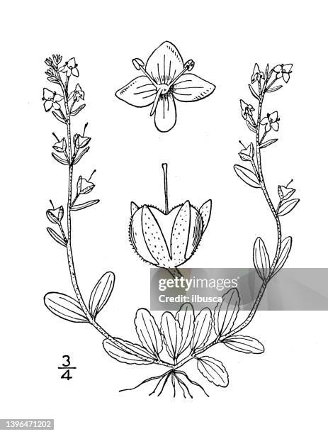 antique botany plant illustration: veronica serpyllifolia, thyme leaved speedwell - flowering thyme stock illustrations