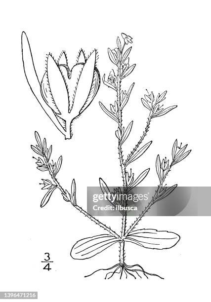 antique botany plant illustration: veronica peregrina, purslane speedwell, neckweed - portulaca stock illustrations