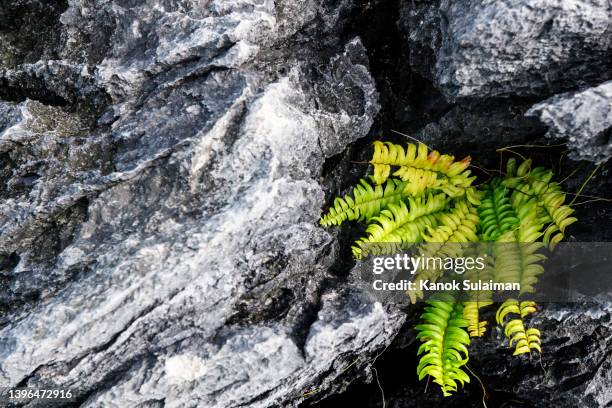 close-up of plant growing on rock - climate resilience stock pictures, royalty-free photos & images