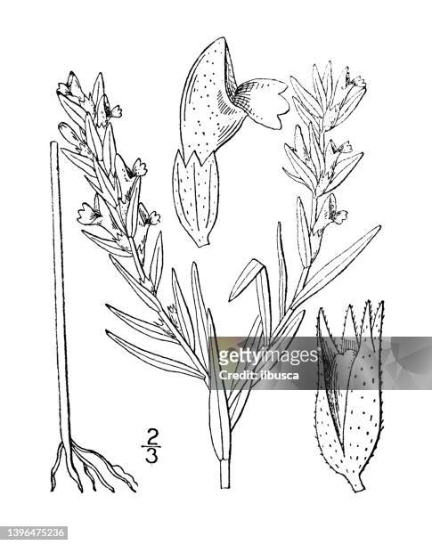 antike botanische pflanzenillustration: orthocarpus luteus, gelber orthocarpus - micrococcus stock-grafiken, -clipart, -cartoons und -symbole