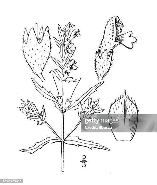 antique botany plant illustration: odontites odontites, red bartsia, red eyebright - euphrasia officinalis stock illustrations
