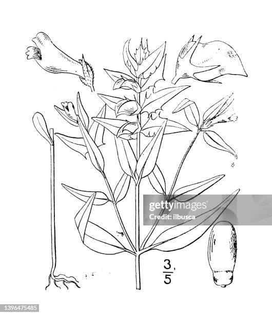 antique botany plant illustration: melampyrum lineare, narrow leaved cow wheat - tapered roots stock illustrations