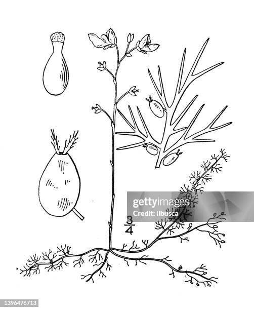 antique botany plant illustration: utricularia minor, lesser bladderwort - bladderwort stock illustrations