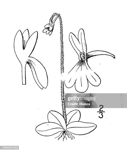antique botany plant illustration: pinguicula villosa, hairy butterwort - penang stock illustrations