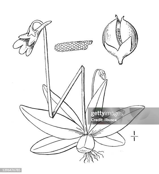 antique botany plant illustration: pinguicula vulgaris, butterwort - pinguicula vulgaris stock illustrations