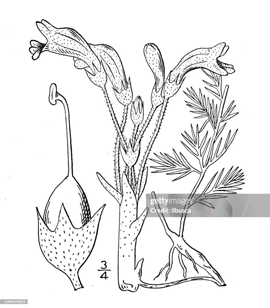 Antique botany plant illustration: Thalesia fasciculata, Clustered cancer-root