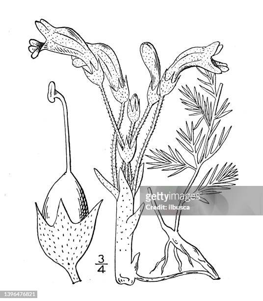 antique botany plant illustration: thalesia fasciculata, clustered cancer-root - fasciculata stock illustrations