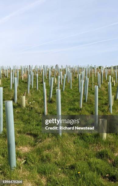 tree reforestation project - aufforstung stock-fotos und bilder