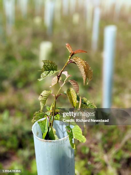 Japling Sapling 5,840 Tree Sapling Stock Photos, High-Res Pictures, and Images - Getty ...