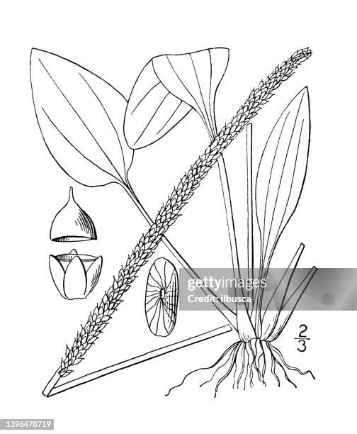 antique botany plant illustration: plantago major, common plantain - plantago major stock illustrations