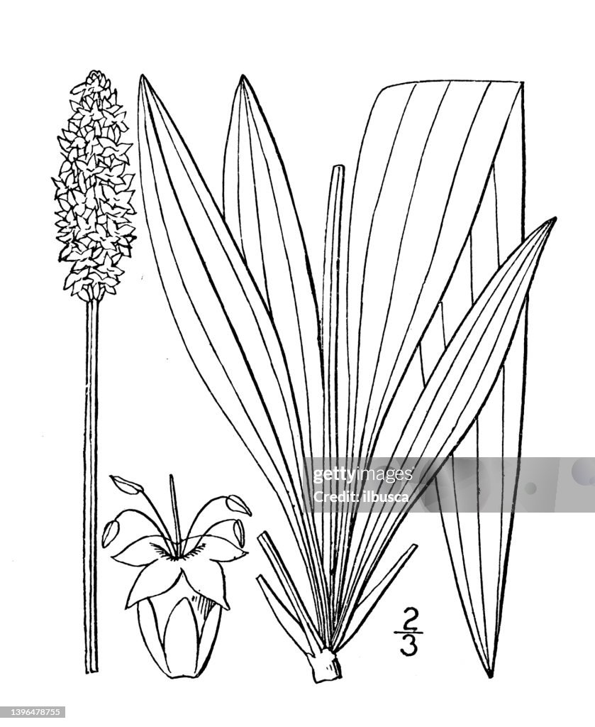 Antique botany plant illustration: Plantago Lanceolata, English Plantain