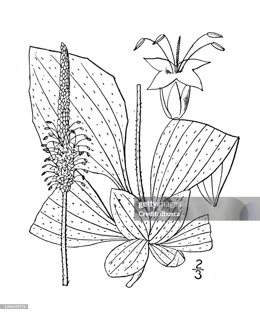 Antique botany plant illustration: Plantago media, Hoary Plantain