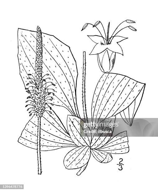 antique botany plant illustration: plantago media, hoary plantain - plantago lanceolata stock illustrations