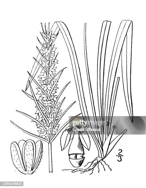antique botany plant illustration: plantago aristata, large bracted plantain - plantago ovata stock illustrations