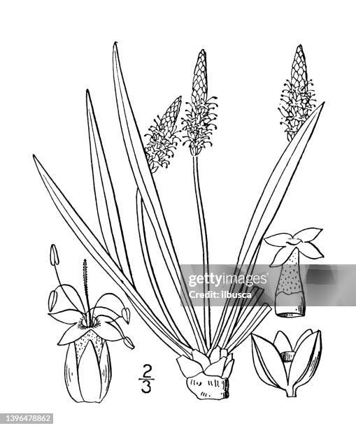 antique botany plant illustration: plantago maritima, seaside plantain - plantago lanceolata stock illustrations
