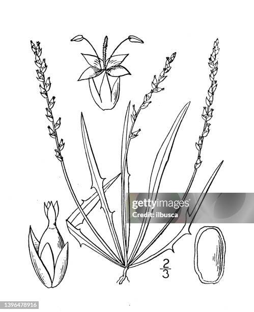 antique botany plant illustration: plantago heterophylla, many seeded plantain - plantago ovata stock illustrations