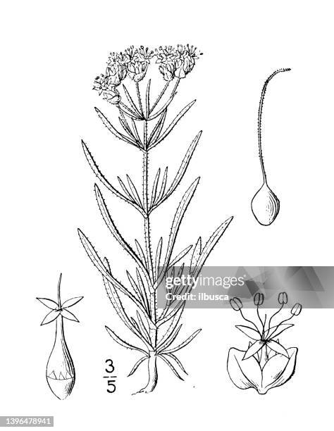 antique botany plant illustration: plantago arenaria, sand plantain - plantago ovata stock illustrations