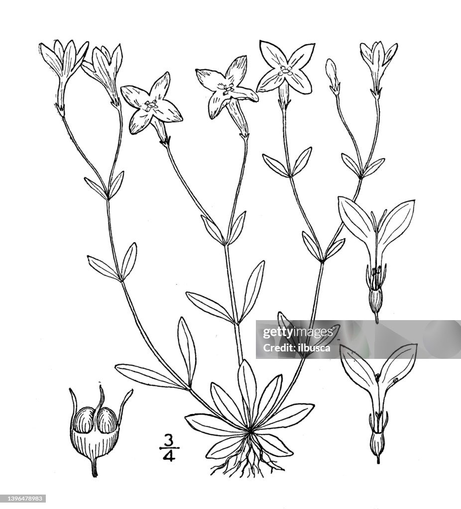 Antique botany plant illustration: Houstonia coerulea, Innocence, Bluets