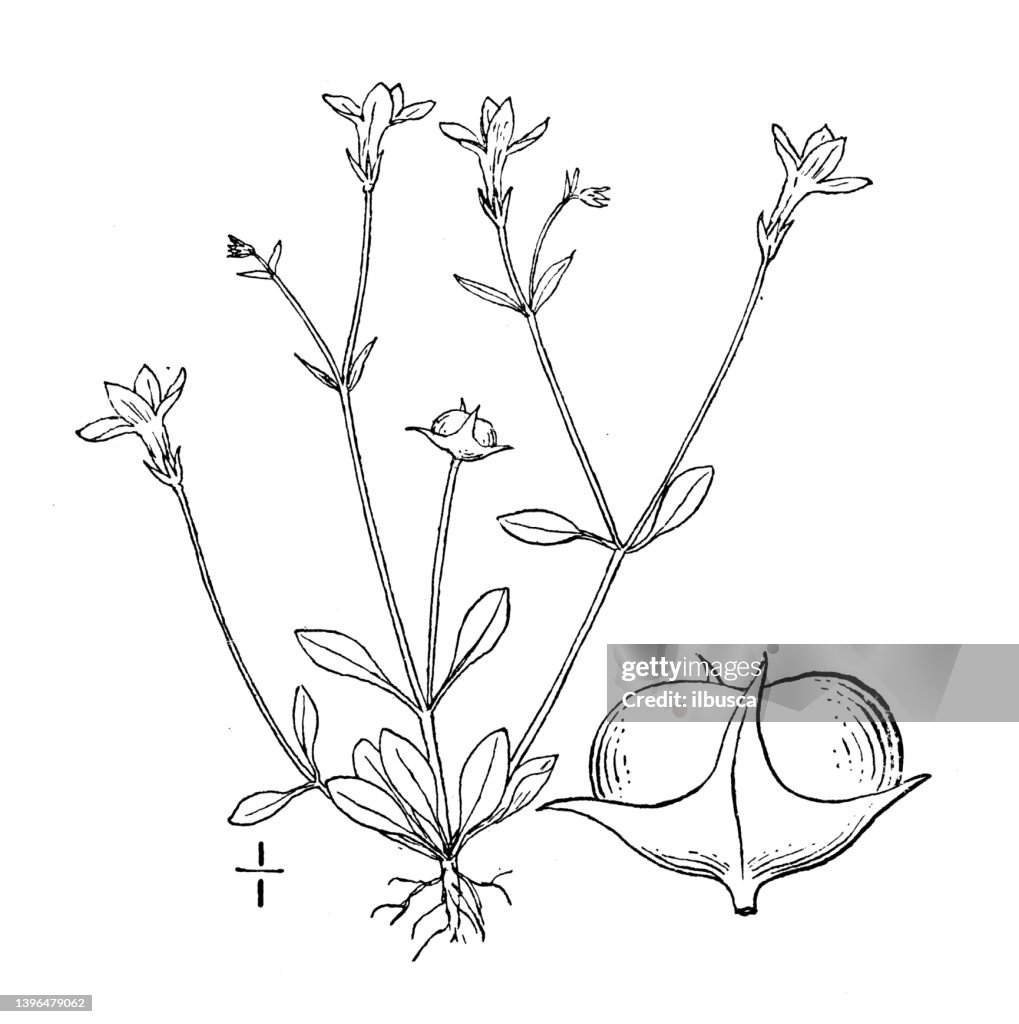 Antique botany plant illustration: Houstonia minor, Small bluets