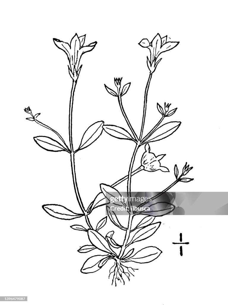 Antique botany plant illustration: Houstonia minima, Least bluets
