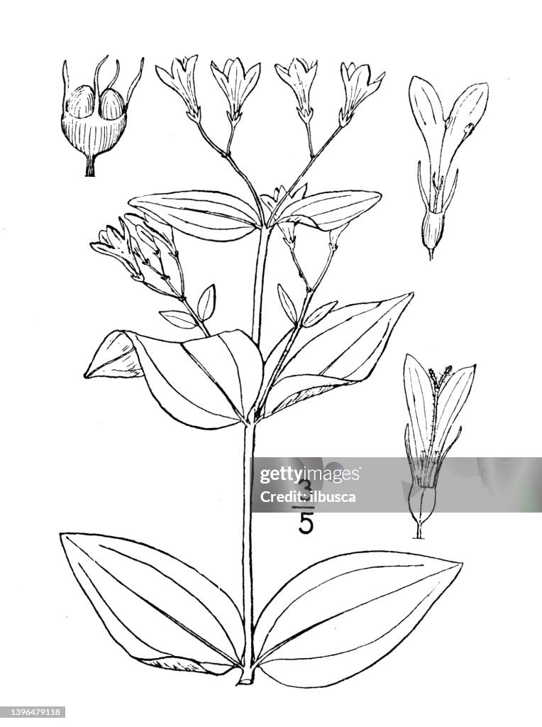 Antique botany plant illustration: Houstonia purpurea, Large Houstonia