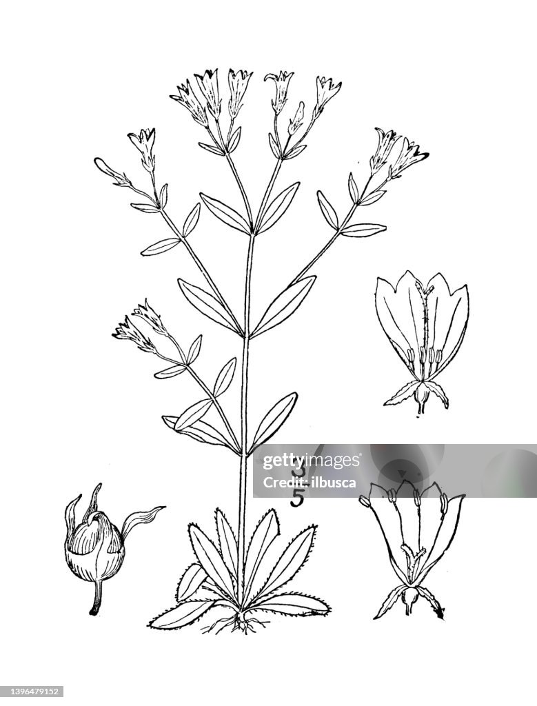 Antike botanische Pflanzenillustration: Houstonia ciliolata, Fransen Houstonia