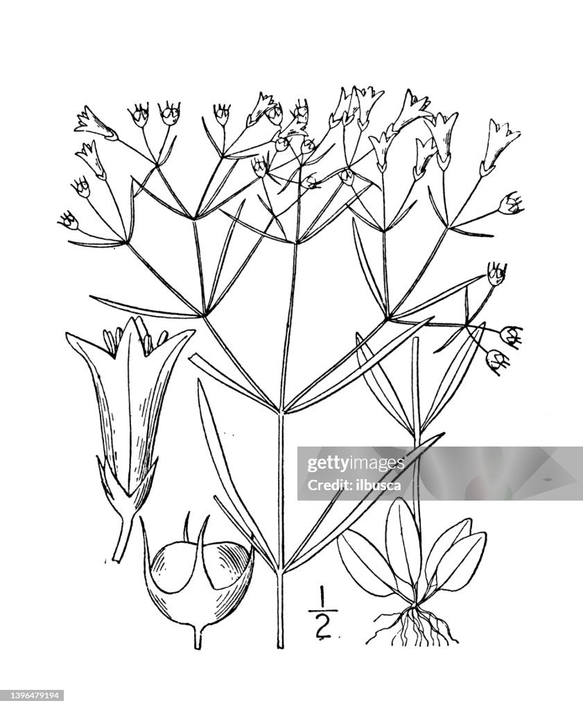 Antique botany plant illustration: Houstonia tenuifolia, slender leaved Houstonia