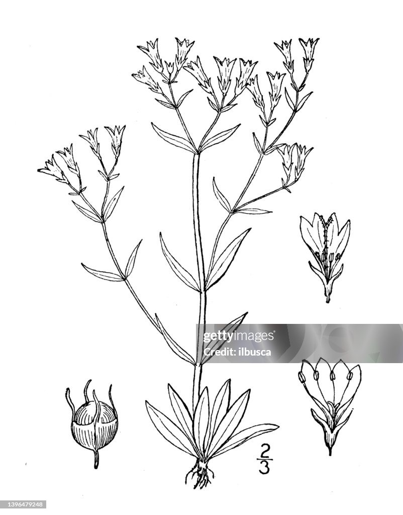 Antique botany plant illustration: Houstonia longifolia, Long leaved Houstonia