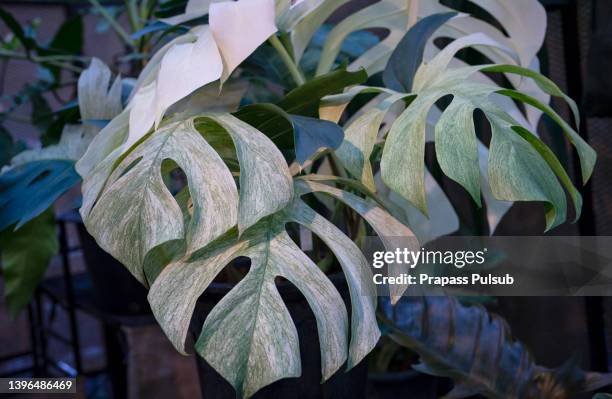 monstera variegata is very beautiful - bicolor color fotografías e imágenes de stock