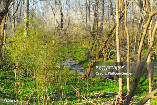 woodland in pennsylvania - pennsylvania forest stock pictures, royalty-free photos & images
