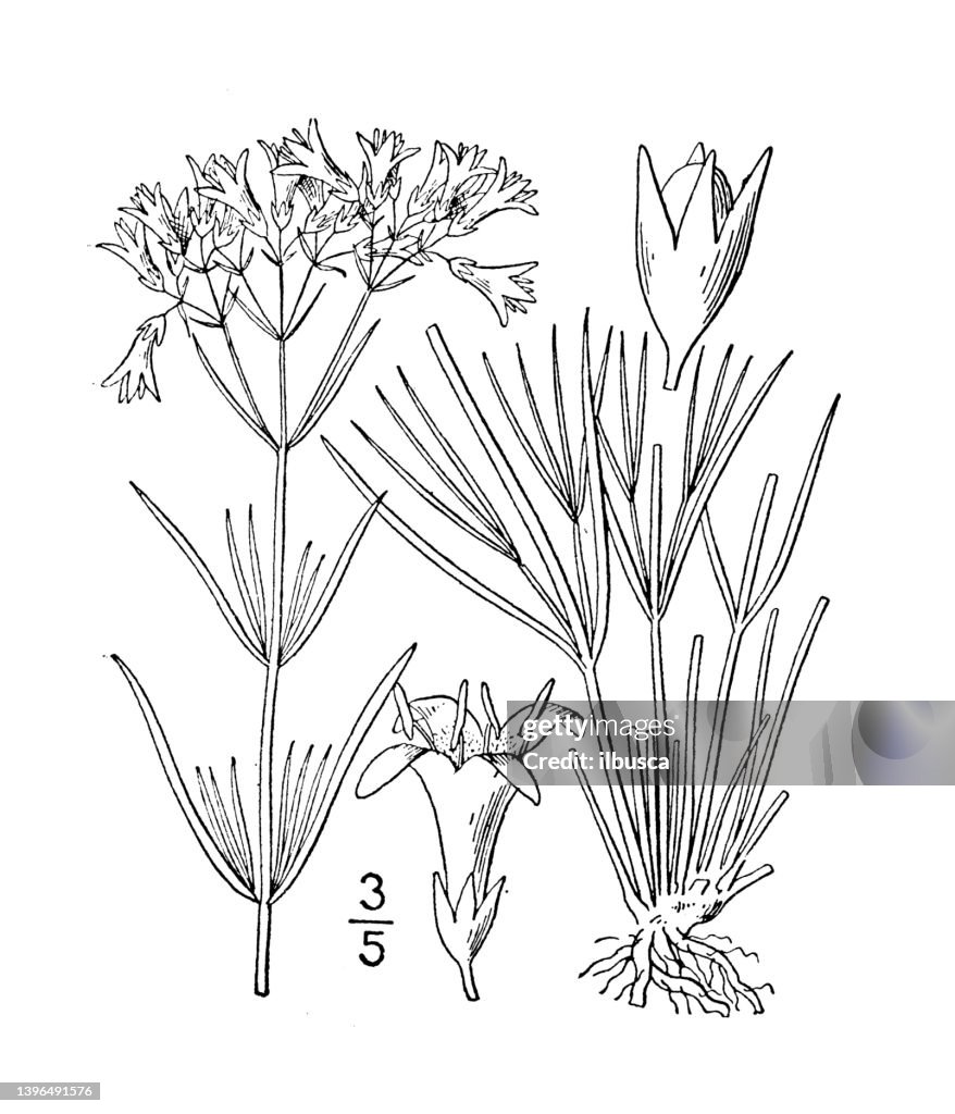 Antique botany plant illustration: Houstonia angustifolia, Narrow leaved Houstonia