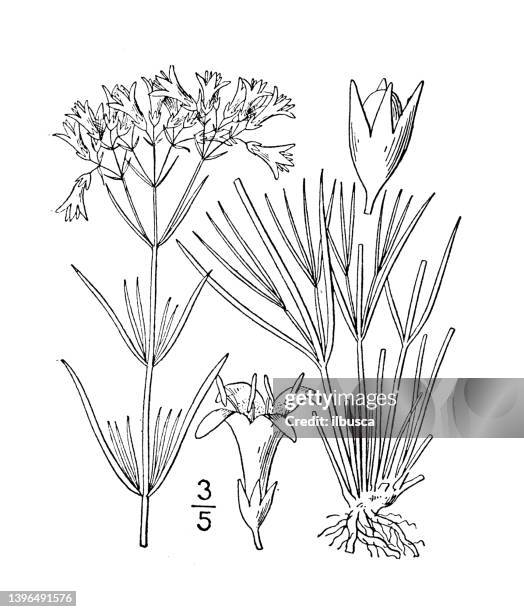 antique botany plant illustration: houstonia angustifolia, narrow leaved houstonia - tapered roots stock illustrations