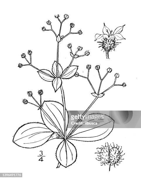 antique botany plant illustration: galium kamtschaticum, northern wild liquorice - licorice flower stock illustrations