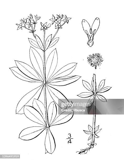 antique botany plant illustration: asperula odorata, sweet woodruff - asperula odorata stock illustrations