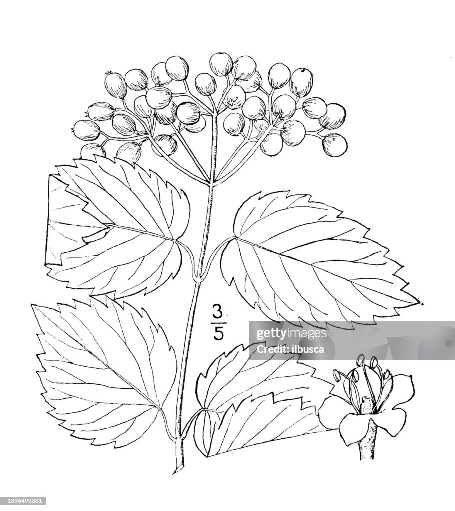Antique botany plant illustration: Viburnum dentatum, Arrow wood
