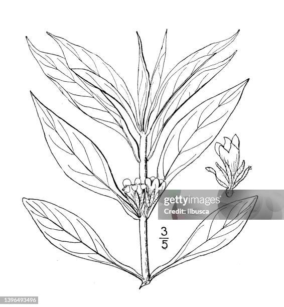 antique botany plant illustration: triosteum angustifolium, narrow leaved horse gentian - tapered roots stock illustrations