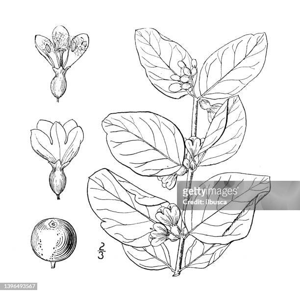 antique botany plant illustration: symphoricarpos racemosus, snowberry - symphoricarpos stock illustrations