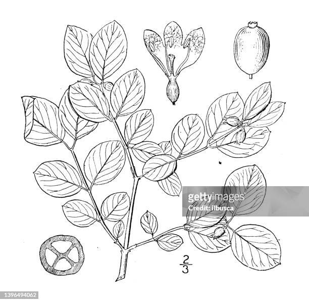 antique botany plant illustration: symphoricarpos pauciflorus, low snowberry - symphoricarpos stock illustrations