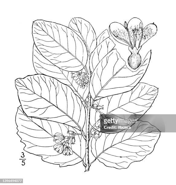 antique botany plant illustration: symphoricarpos occidentalis, wolfberry - symphoricarpos stock illustrations