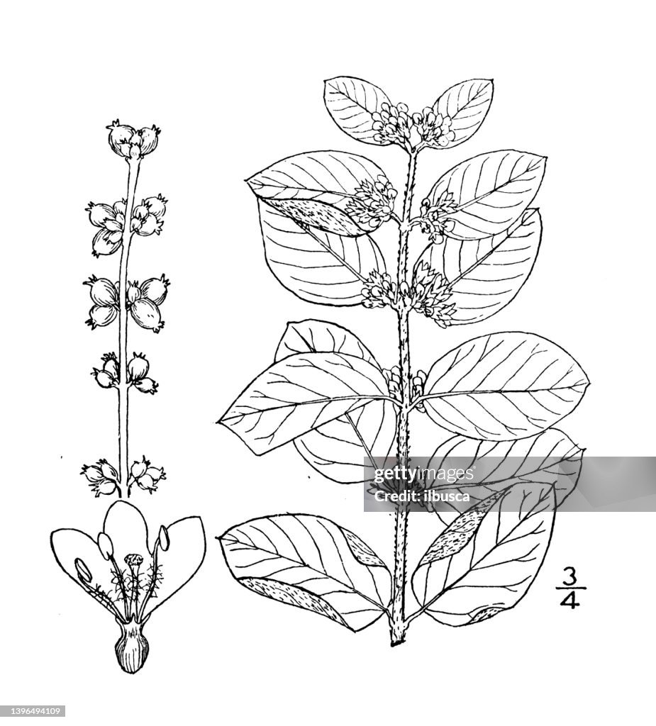 Antique botany plant illustration: Symphoricarpos Symphoricarpos, Coral berry