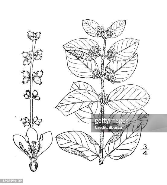 antique botany plant illustration: symphoricarpos symphoricarpos, coral berry - symphoricarpos stock illustrations