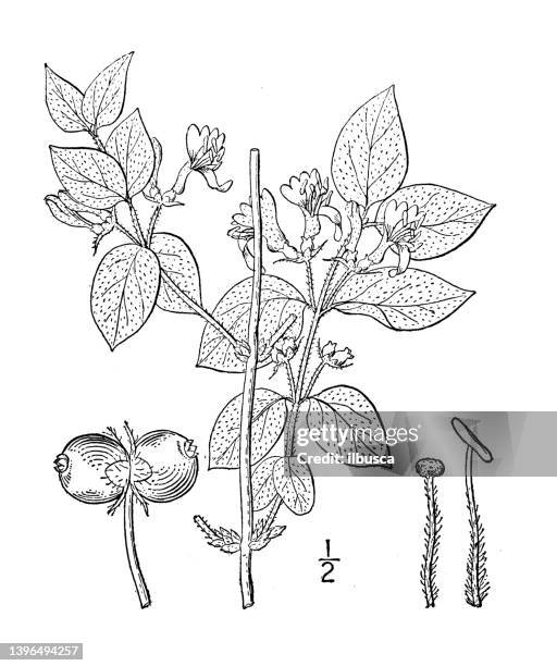 antique botany plant illustration: lonicera xylosteum, fly honeysuckle - honeysuckle stock illustrations